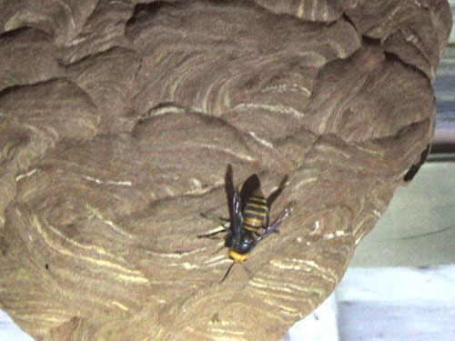 キイロスズメバチの巣を集団攻撃中のオオスズメバチ