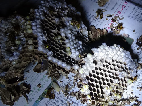 本宮市で駆除したスズメバチの巣