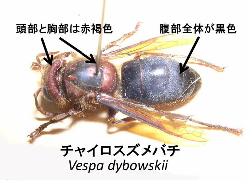 チャイロスズメバチの特徴
