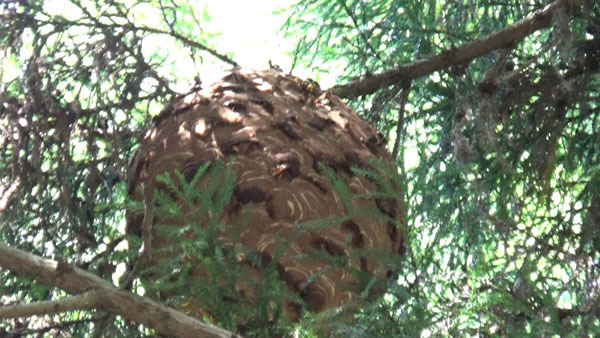 泉崎村でスギの木の高所に作ったスズメバチの巣