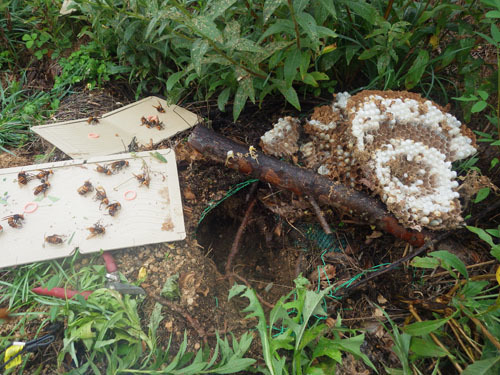 駆除後、掘り出したオオスズメバチの巣（郡山市）