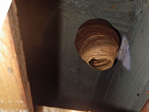 天井裏に作ったヒメスズメバチの巣（郡山市）