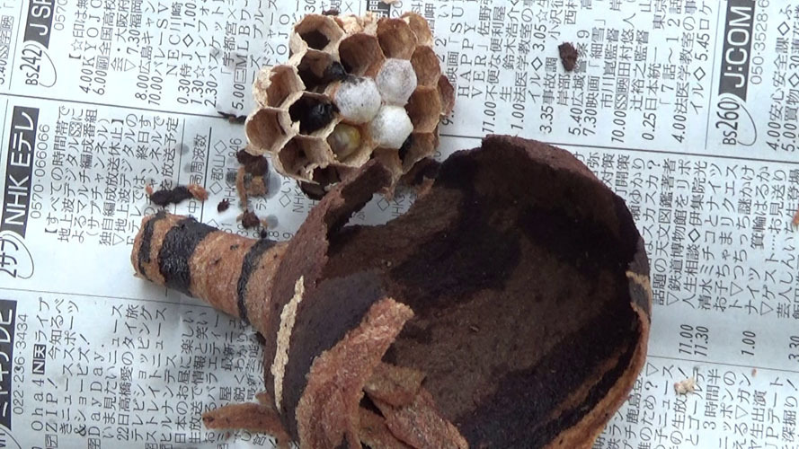 泉崎村で小学校の体育館に作ったスズメバチの巣を解体