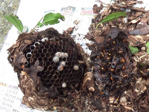 福島県中島村でコガタスズメバチの撤去した巣を解体