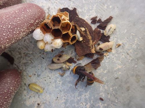 駆除したスズメバチの巣の女王蜂と働き蜂（白河市）