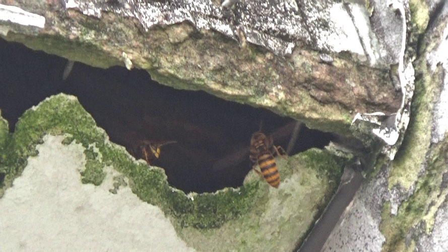 矢吹町でスズメバチ駆除