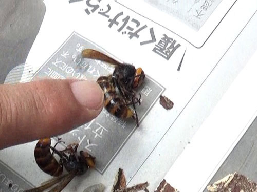 駆除したスズメバチの巣の女王蜂（会津若松市）
