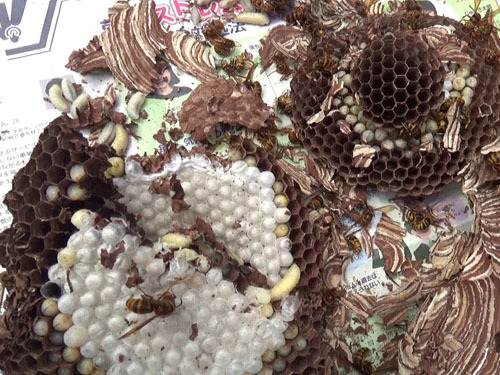 三春町で撤去したキイロスズメバチバチの巣