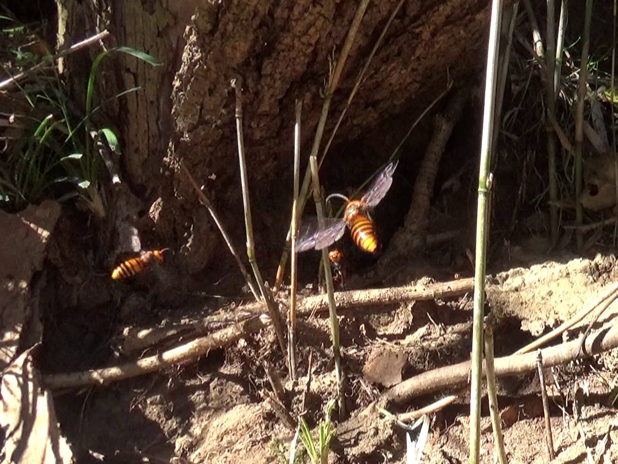 オオスズメバチの雄蜂たちが巣の周辺で飛び回る(群飛)