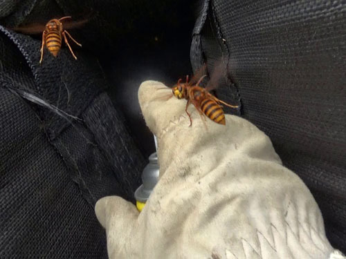 スズメバチの巣の巣穴を狙い殺虫剤を注入（川俣町）