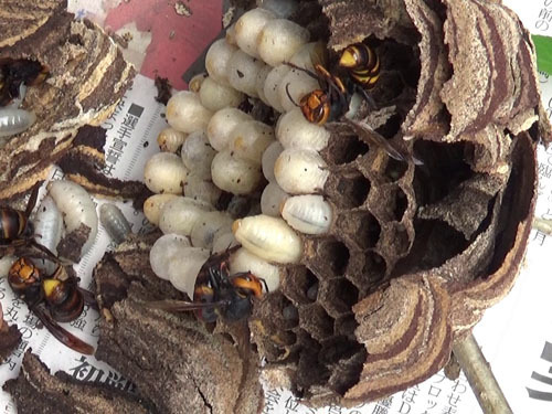 喜多方市で駆除したスズメバチの巣