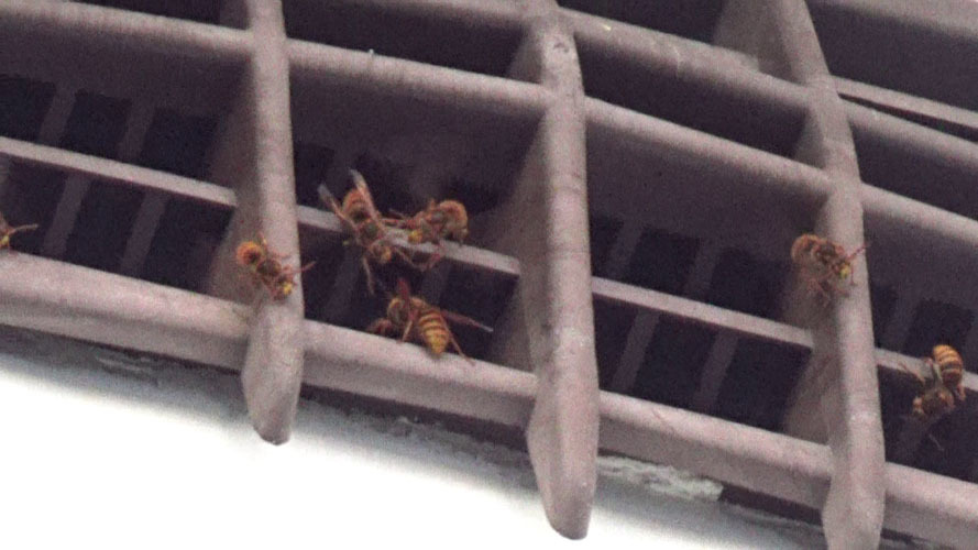 ２階の空気口からスズメバチの出入り