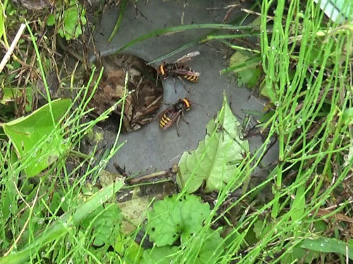 スズメバチの巣が土中に埋まる容器の中に（郡山市）