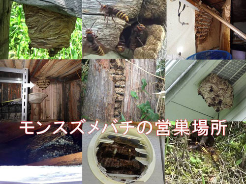 モンスズメバチの営巣場所