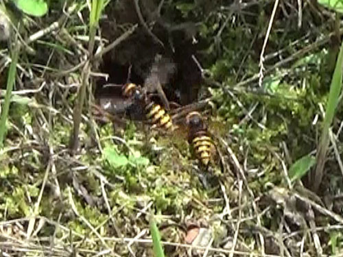 土手の穴から出入りするモンスズメバチ（福島市）