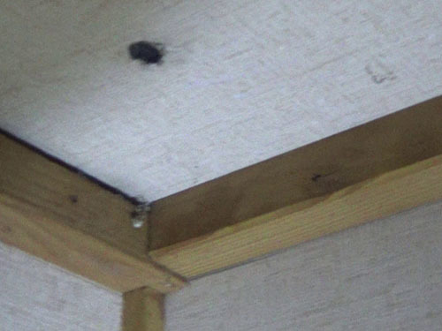 スズメバチの巣に押入れの天板にあけた穴から殺虫剤を注入（本宮市）