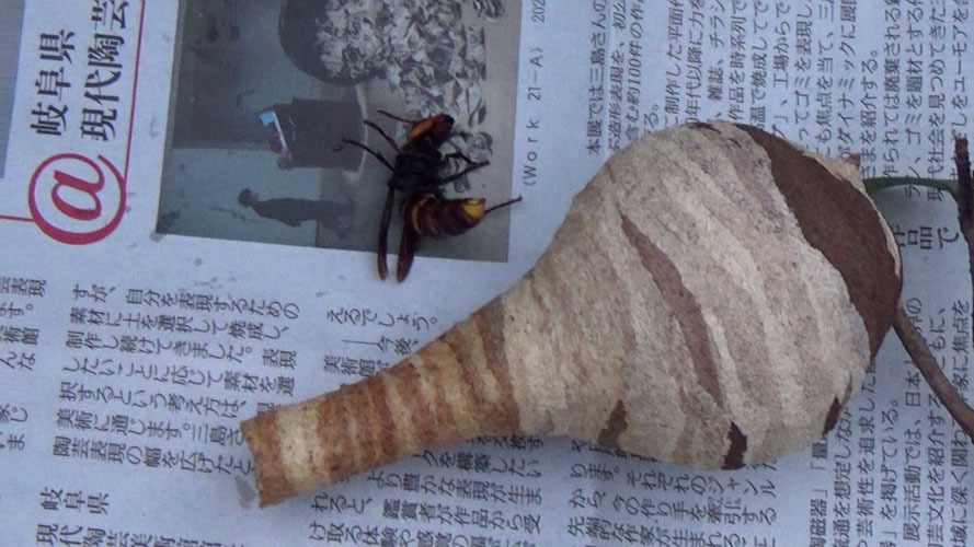 駆除したスズメバチの巣と女王蜂（郡山市富田町）