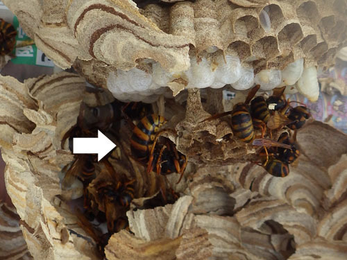 駆除したスズメバチの巣から出てきた女王蜂（本宮市）