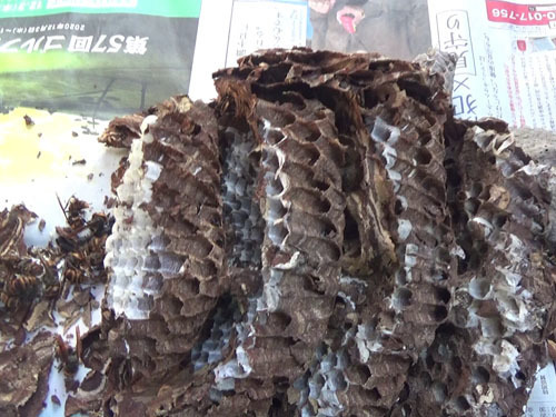 福島市で撤去した一冬を越したコガタスズメバチの巣