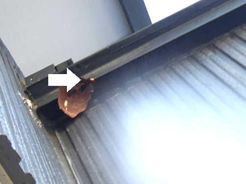 コガタスズメバチの巣をネットで撤去（福島市）