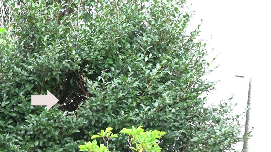 生垣に作ったスズメバチの巣駆除の現場
