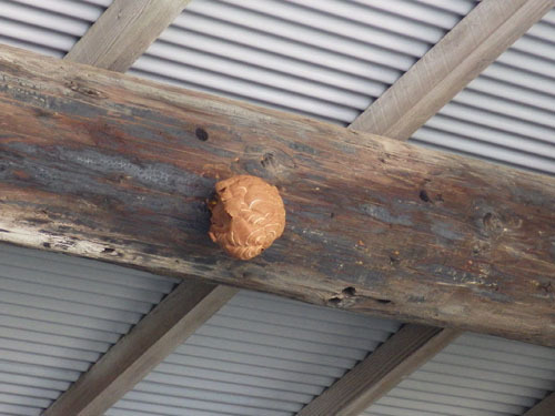 飯館村でスズメバチ駆除の現場