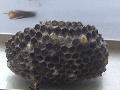 白河市でアシナガバチの巣に殺虫剤を噴霧