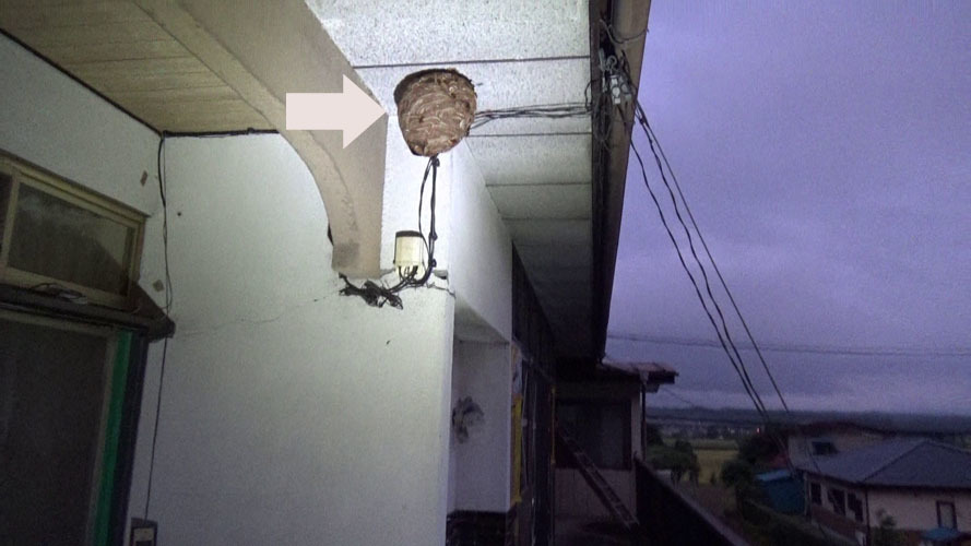 軒下のスズメバチの巣駆除の現場