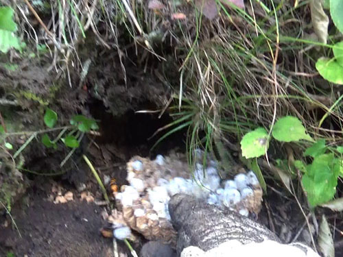 オオスズメバチの巣の掘り出し作業（小野町）