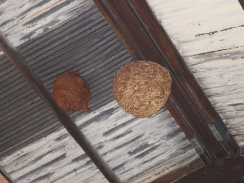建物の天井に作ったキイロスズメバチの巣（本宮市）