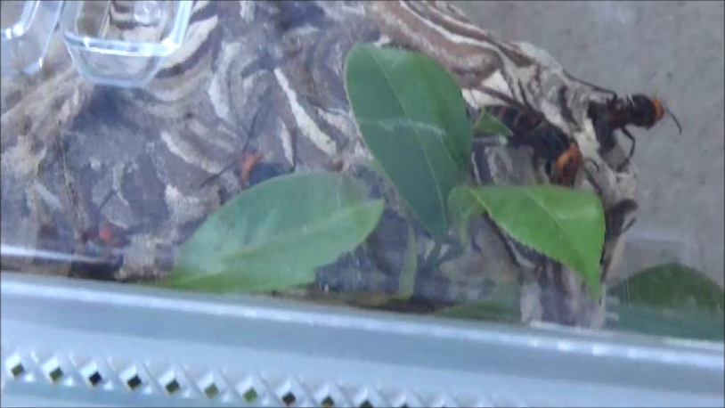 郡山市で生け捕りしたコガタスズメバチの巣