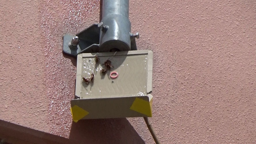 引っ越し巣を駆除後、巣跡に戻るスズメバチ対策（本宮市本宮）