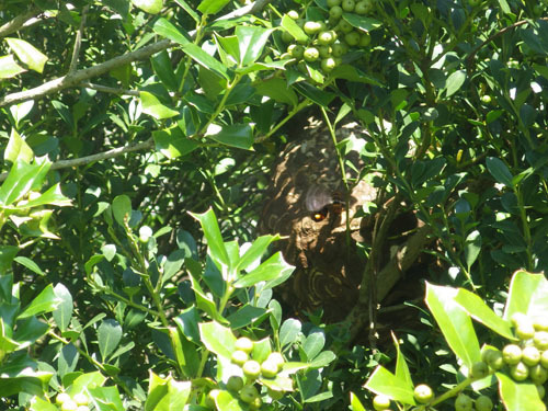 樹木に作ったコガタスズメバチの巣（福島市）