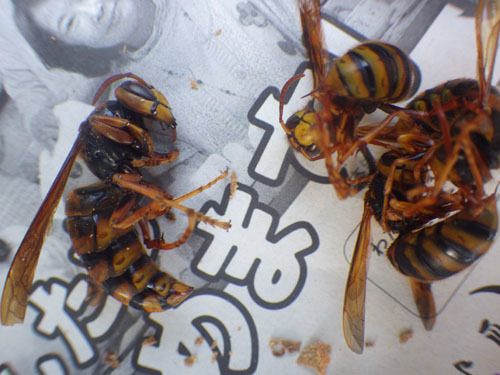 泉崎村で駆除したスズメバチの巣