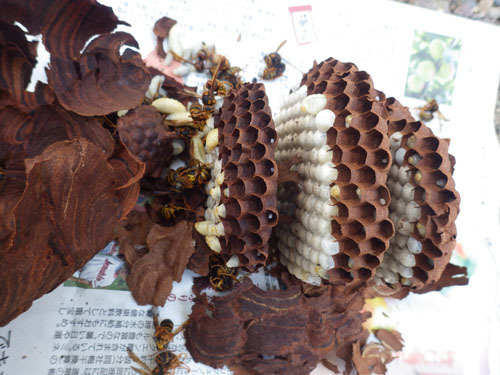 中島村で駆除したスズメバチの引っ越し巣