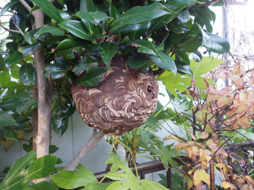 郡山市で庭木にスズメバチの巣を発見