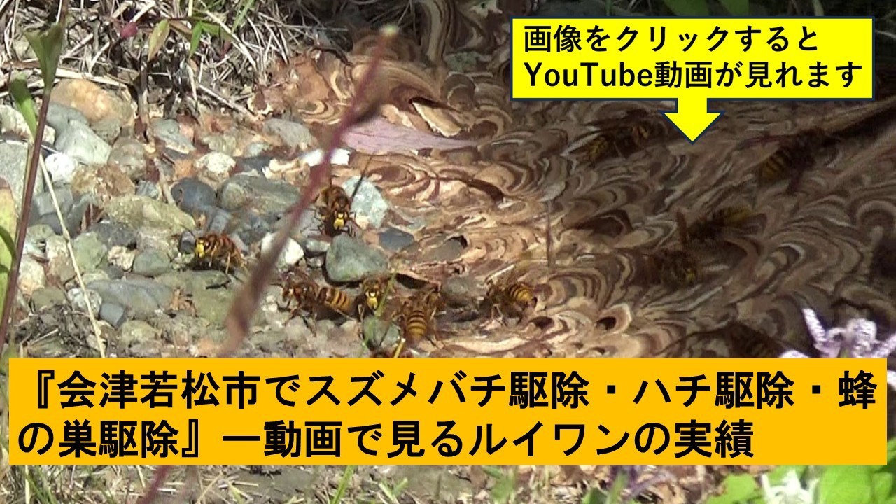 会津若松市でのハチ駆除の実績動画