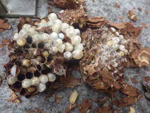 郡山市で駆除したスズメバチの巣