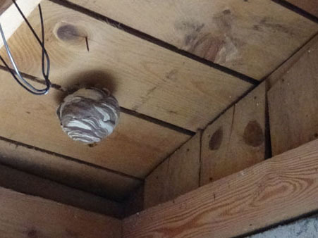 物置の天井に作られたスズメバチの巣（矢吹町）
