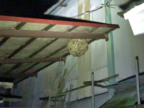 キイロスズメバチが小屋の天井に作った巣（郡山市）