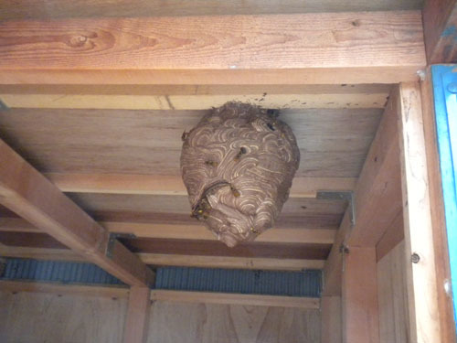 物置の天井に作ったキイロスズメバチの巣（郡山市）
