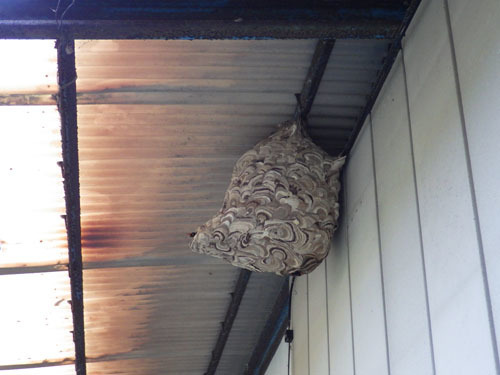 コガタスズメバチで最大級の大きさの巣