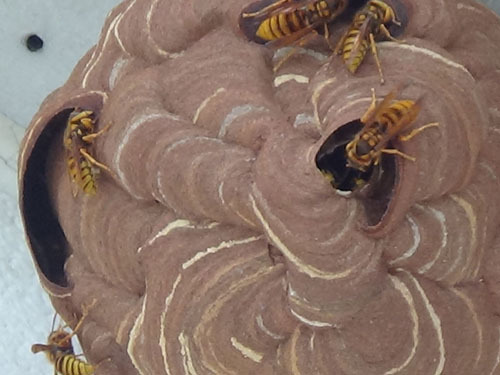 二本松市でスズメバチ駆除の現場-引っ越し巣