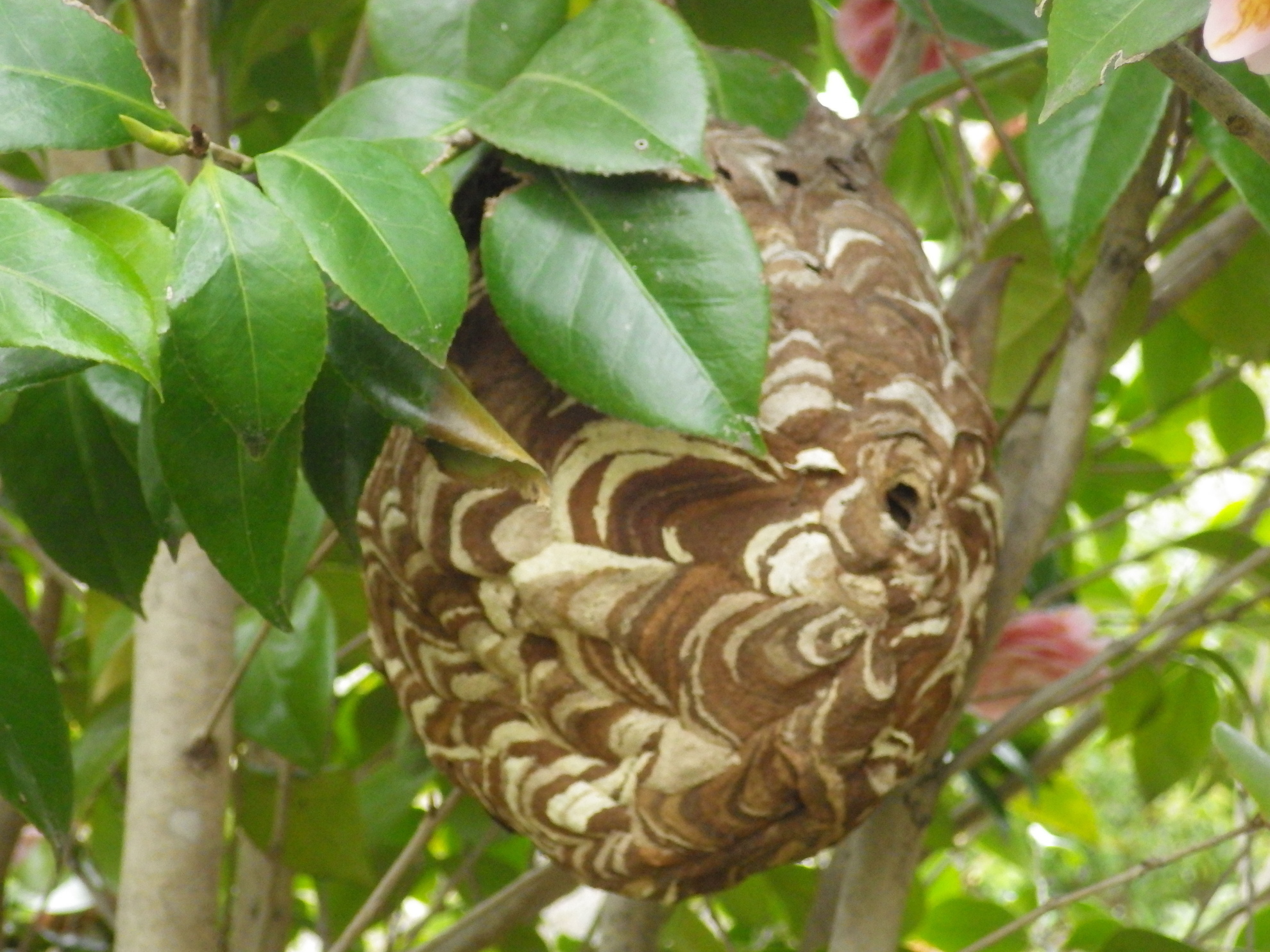 郡山市で庭木の昨年のコガタスズメバチの巣