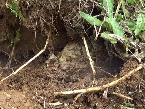 駆除した軒下のスズメバチの巣を解体（福島市）