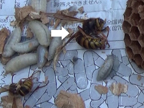 駆除した軒下のスズメバチの巣の女王蜂（福島市）