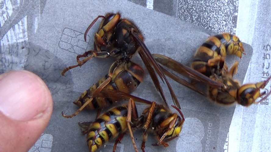 キイロスズメバチの女王蜂と働き蜂（郡山市）