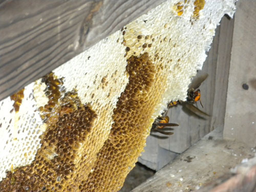 オオスズメバチが二ホンミツバチの巣を占領（矢吹町）