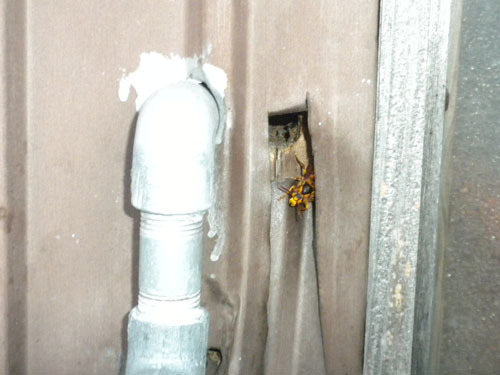 スズメバチの巣は壁間に
