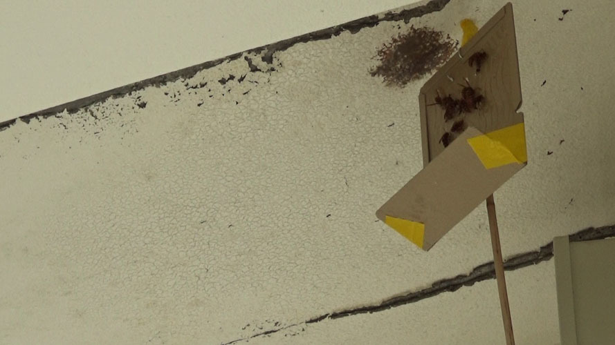 戻るスズメバチ対策で巣跡に粘着板を設置（郡山市）